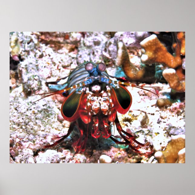 Poster Peacock Mantis Shrimp (Frente)