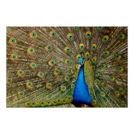 Póster Peacock Pattern Peacock Trabalho de arte Painting