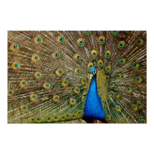 Póster Peacock Pattern Peacock Trabalho de arte Painting  (Frente)