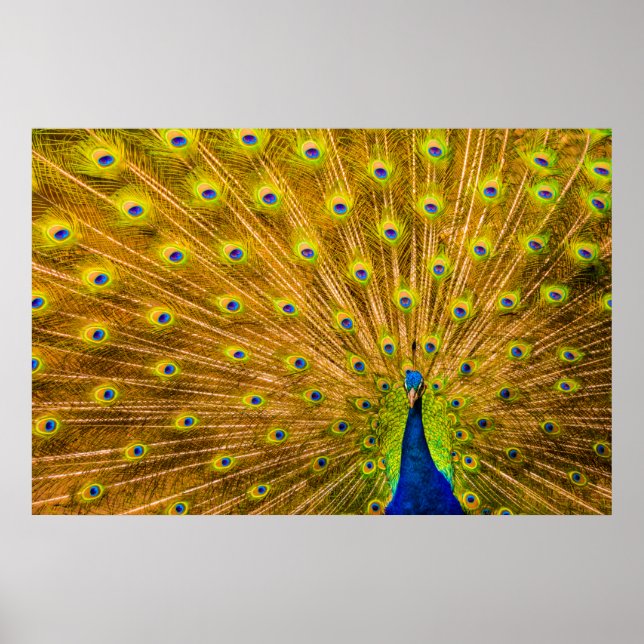 Poster Peacock, Silver Falls, Kauai, Havaí (Frente)