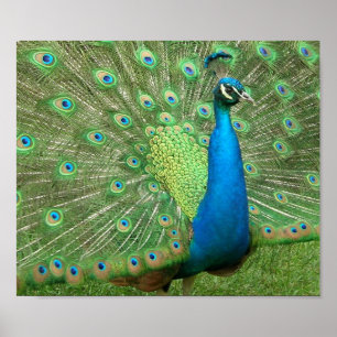 Póster Peacock Strut