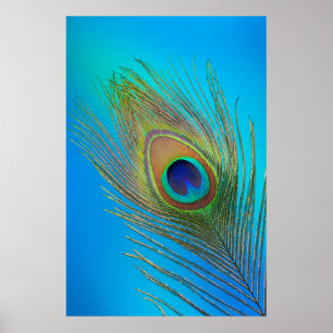 Póster Peacock Tail Feather