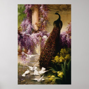 Póster Peacock Vintage