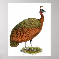 Peafowl do Congo