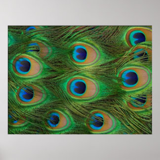 Poster Peafowl/Impressão de Peacock
