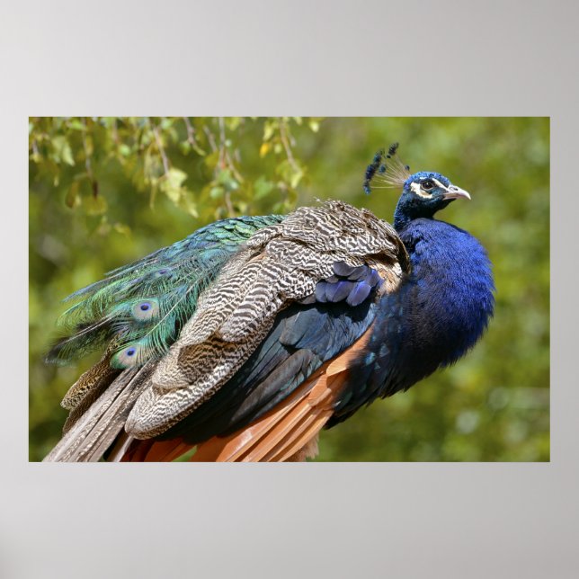 Poster Peafowl indiano masculino (Frente)