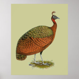 Póster Peafowl: Pahen do Congo