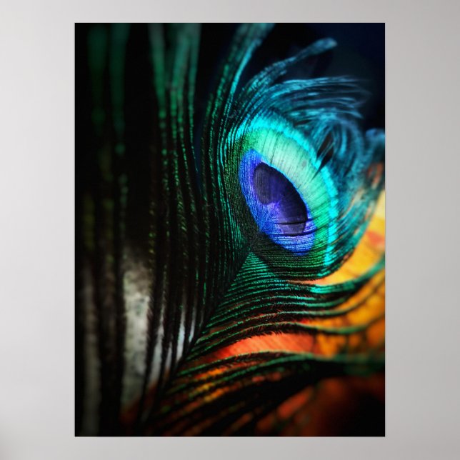 Poster Peakcock Feather de perto e pessoal (Frente)