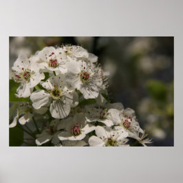 Poster Pear Blossoms