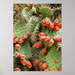 Poster Pear Cactus Prickly