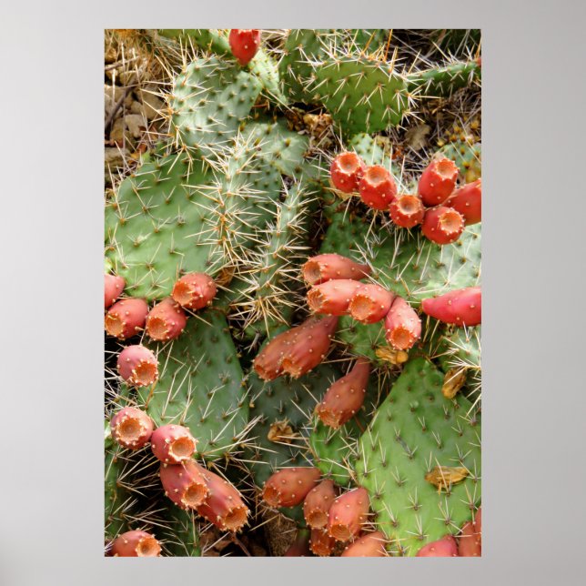 Poster Pear Cactus Prickly (Frente)