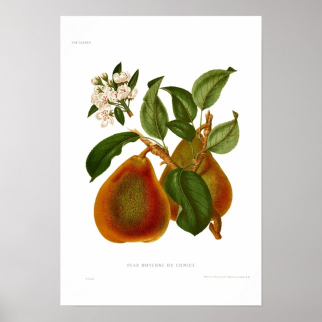 Poster Pear Doyenne du Comice (Frente)