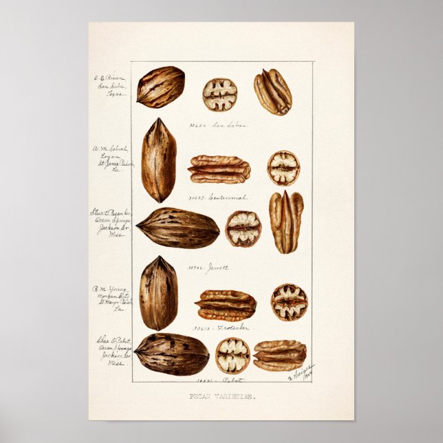 Poster Pecans (Carya Illinoinensis) (Frente)