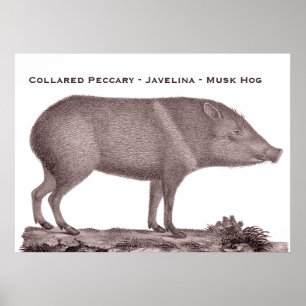 Póster Peccary colocado um colar - Javelina - porco de