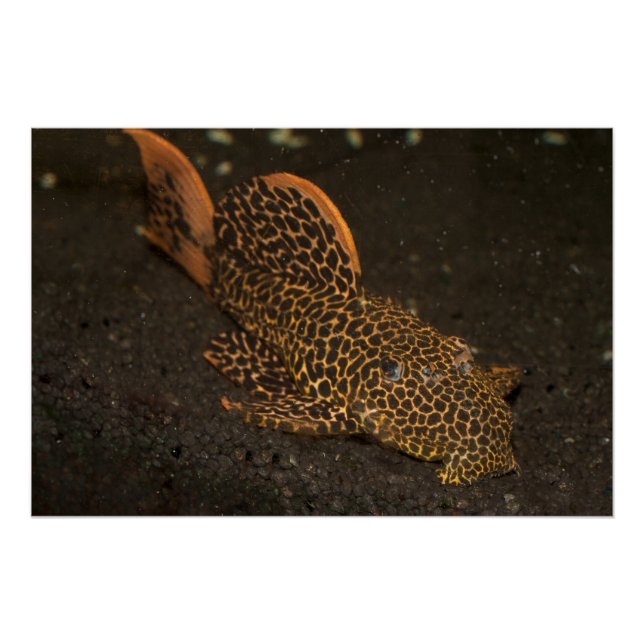 Póster Peckoltia Compta (Frente)