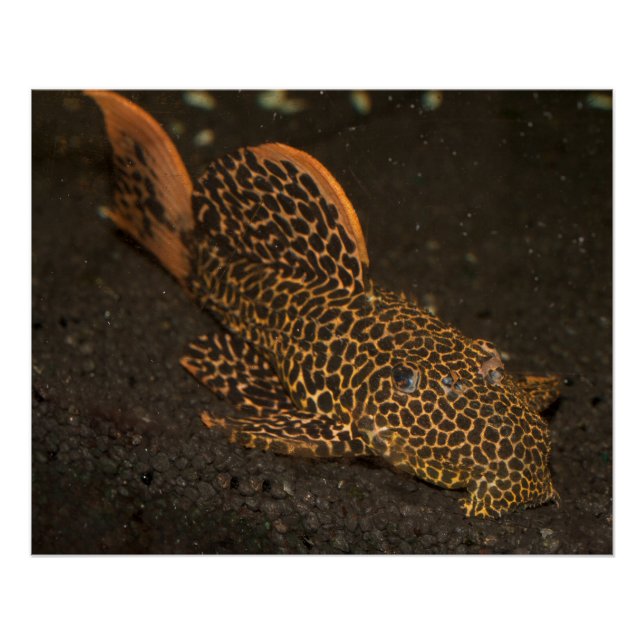 Póster Peckoltia Compta (Frente)