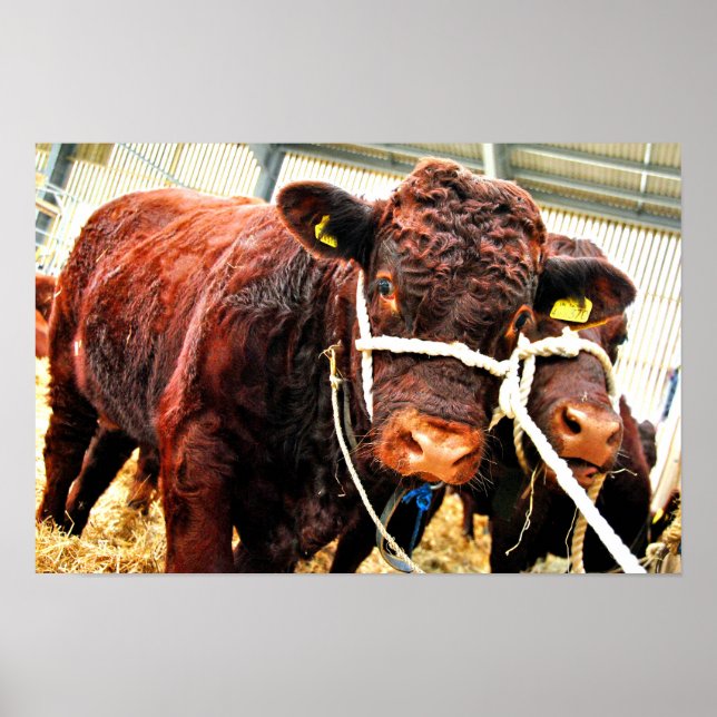 Poster Pedigree Red Ruby Devon Cow (Frente)