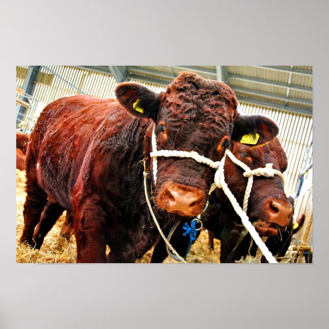 Poster Pedigree Red Ruby Devon Cow (Frente)