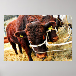 Poster Pedigree Red Ruby Devon Cow