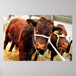 Poster Pedigree Red Ruby Devon Cow