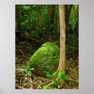 Poster pedra Musgo-coberta