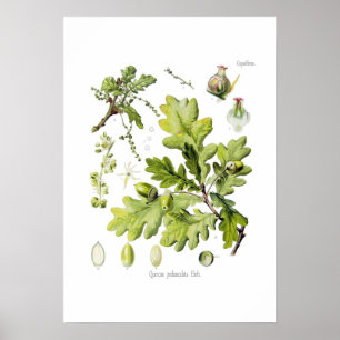 Póster Pedunculata do Quercus: syn. Q robur. (Carvalho