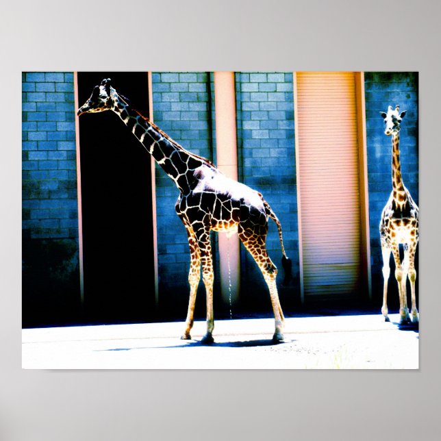 Poster Peeing Giraffe (Frente)