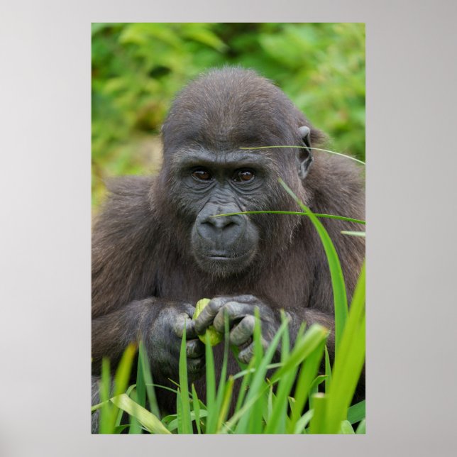 Poster Peek-a-Boo com Baby Gorilla (Frente)