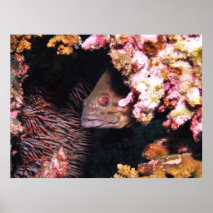 Poster Peek a Boo Grouper