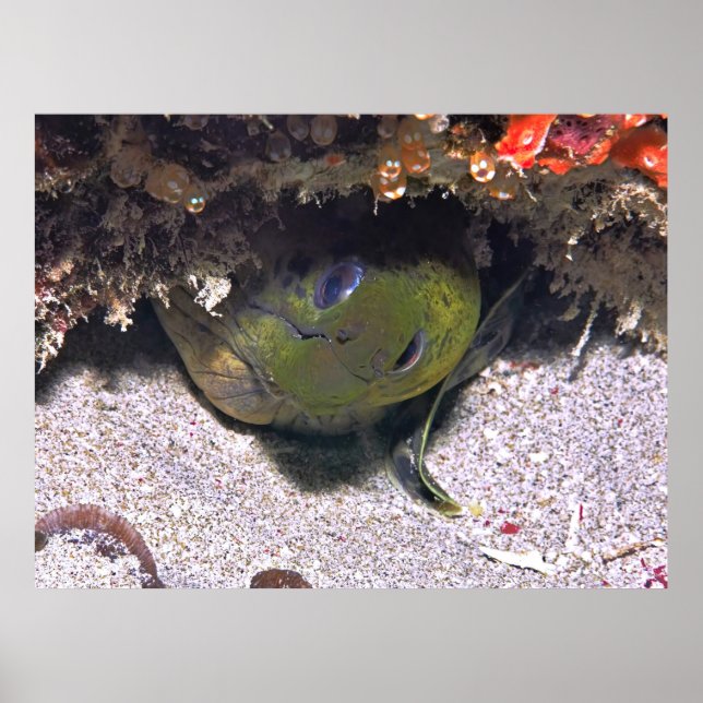 Poster Peek a Boo Moray (Frente)