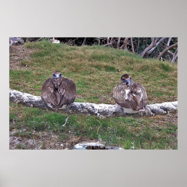 Poster Peek-a-boo Pelicanos (Frente)
