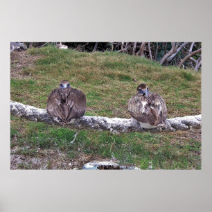 Poster Peek-a-boo Pelicans
