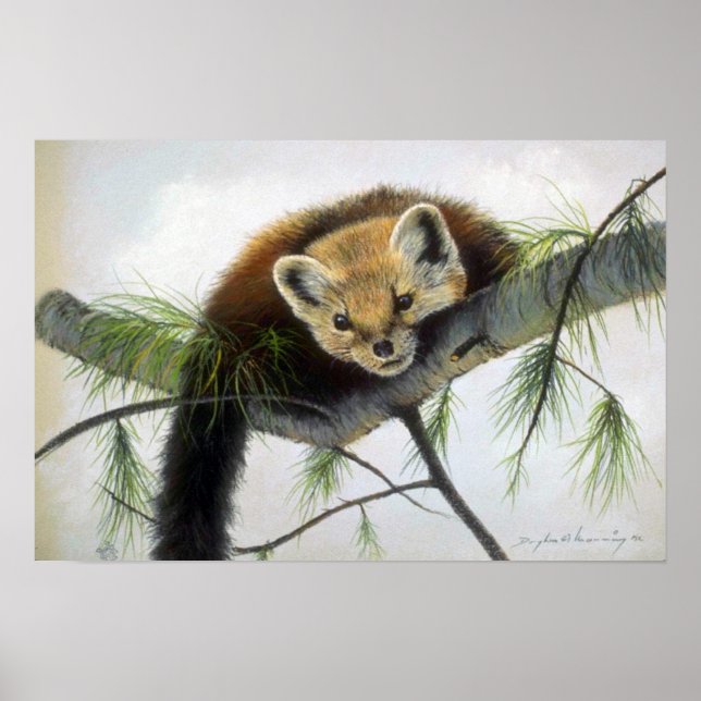Póster Peek-a-boo, Pine Marten (Frente)