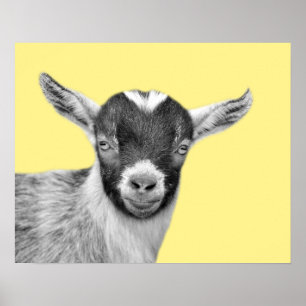 Poster Peekaboo da foto do animal de fazenda da cabra