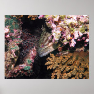 Poster Peeking Grouper