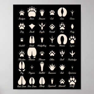 Poster Pegadas de Animais Animais Comuns e Pegadas de Vid