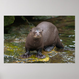 Poster Pegadas de lontra gigante