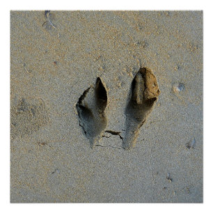 Póster Pegadas Wallaby em Areia