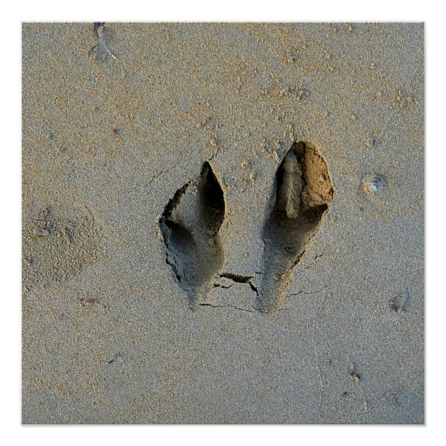 Póster Pegadas Wallaby em Areia (Frente)