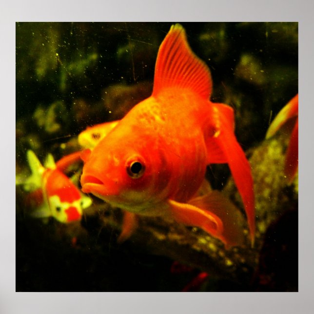 Poster peixe (Frente)