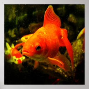 Poster peixe