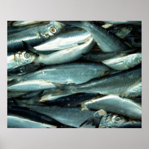 Poster Peixe