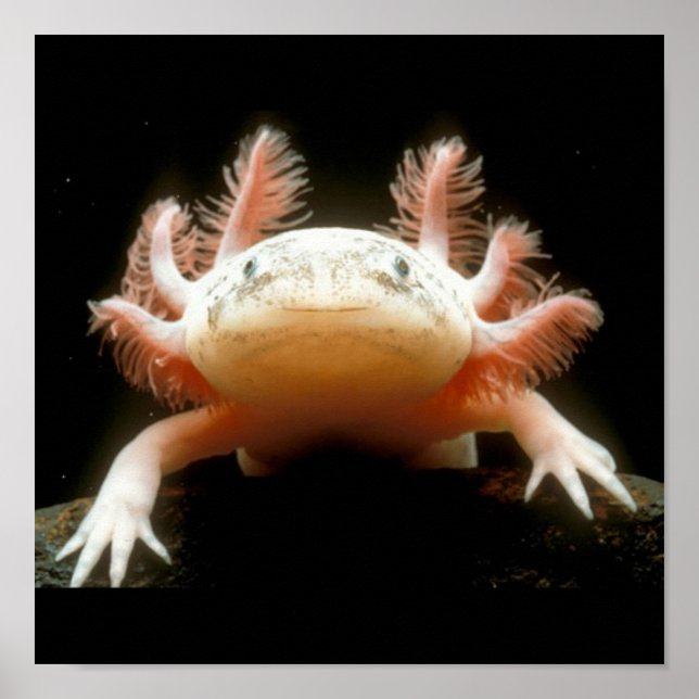 Póster Peixe Andando Mexicano (Frente)