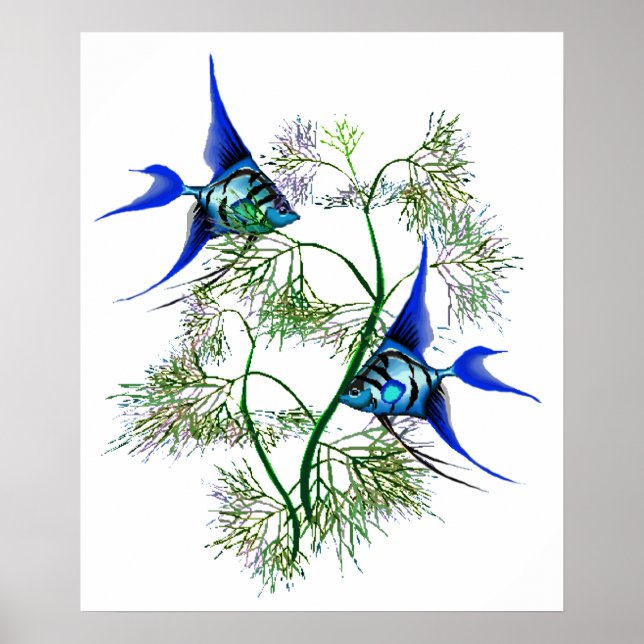 Poster Peixe-Anjo Azul em Plantas (Frente)