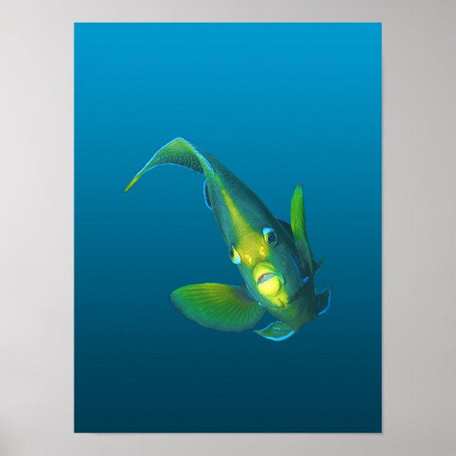 Poster Peixe-anjo - Elegância em fundo azul gradiente | (Frente)