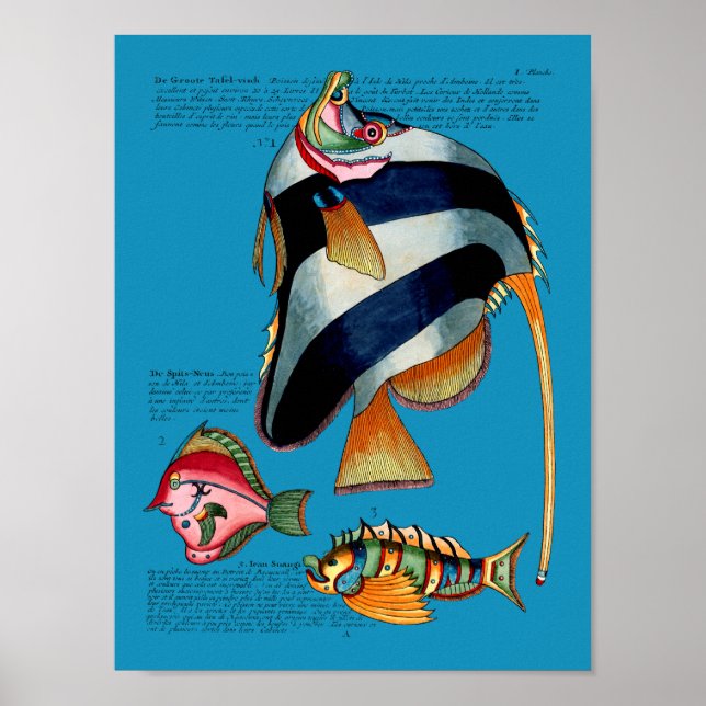 Poster Peixe-Anjo em qualquer fundo (Frente)