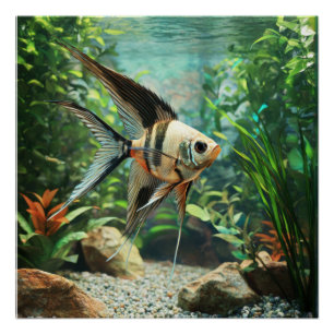 Póster Peixe-anjo nadando em aquário de água doce