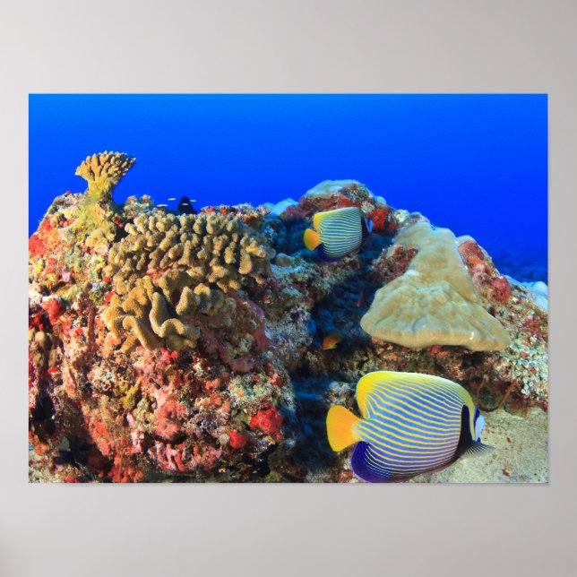 Poster Peixe-anjos-real Pygoplites diacanthus), (Frente)