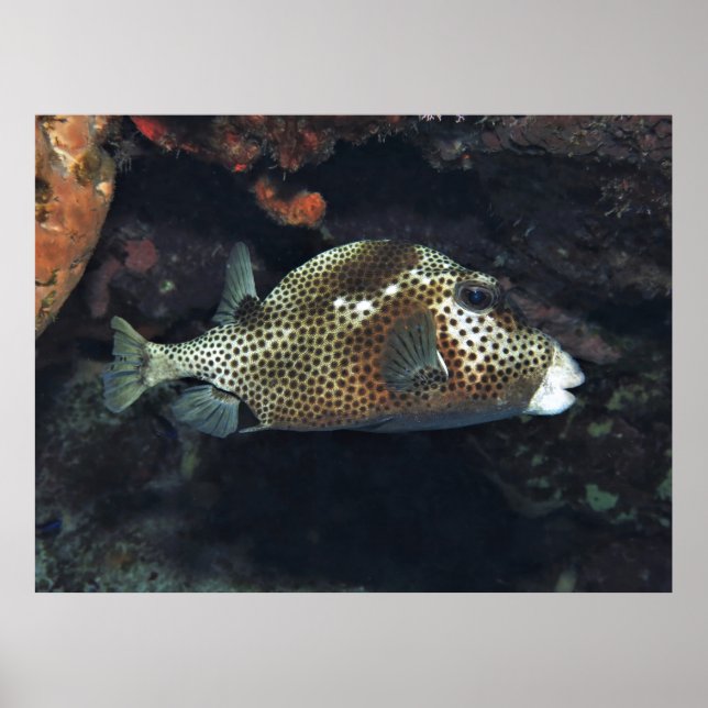 Poster Peixe-Aranha (Frente)