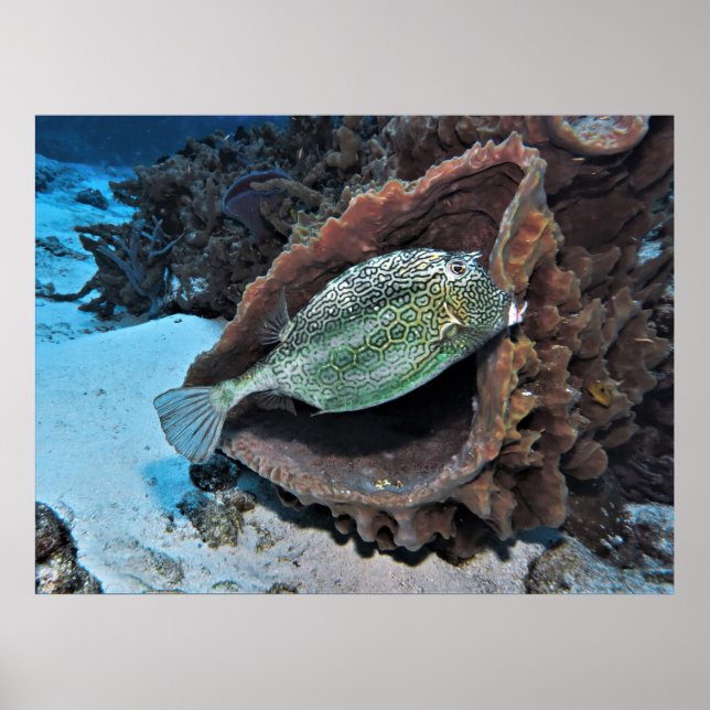 Poster Peixe-Aranha Hexagonal (Frente)